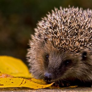 Braunbrustigel im Herbst @VDN-Fotoportal_Jutta Grote