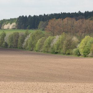 Feldgehölzhecke im Naturpark Hoher Fläming @ Steffen Bohl 